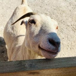 Meet your Posher, Bek